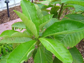 Engkala 